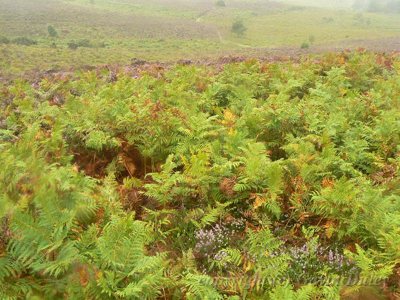 Heathland in the rain, New Forest P1120582.JPG